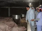 Công bố 3 kịch bản đối phó với thiếu thịt heo