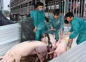 Heo sống Thái Lan đổ về, heo Việt Nam lập tức xuống giá