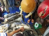 Phát hiện nhiều vụ nhập lậu cá tầm Trung Quốc ảnh 2 Phát hiện các hình thái cá tầm không được phép kinh doanh ở VN