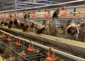 Điêu đứng vì giá gà, vịt... lên xuống như 'tàu lượn' ảnh 3 Gà thải siêu rẻ 10.000 đồng Trung Quốc 'chạy' vào Việt Nam