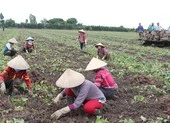 Vĩnh Long đang cần bán 27.000 tấn khoai lang tím