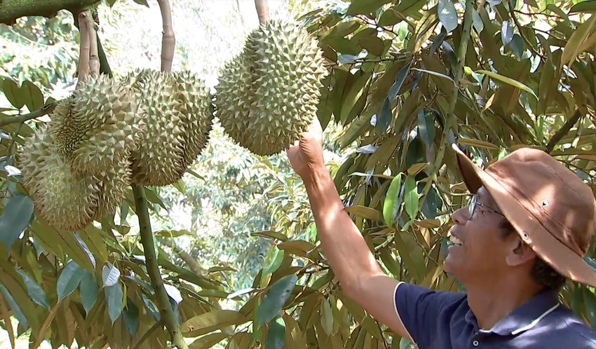 Nông dân huyện Krông Pắk trước thềm thu hoạch sầu riêng chính vụ. Ảnh: VLX