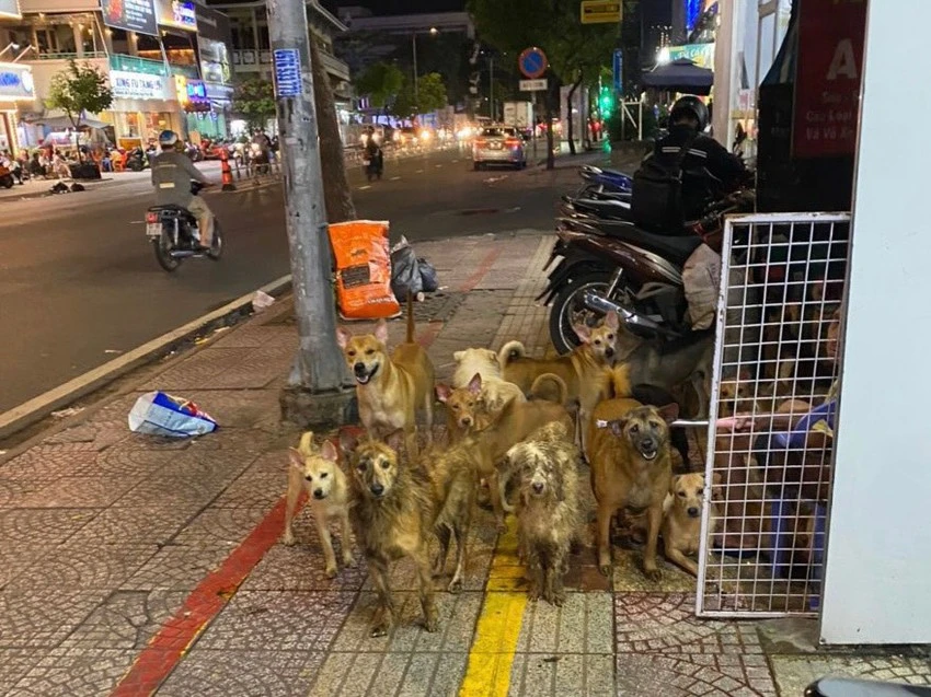 Một hộ dân nuôi nhiều chó ở TP.HCM. Ảnh: NDCC