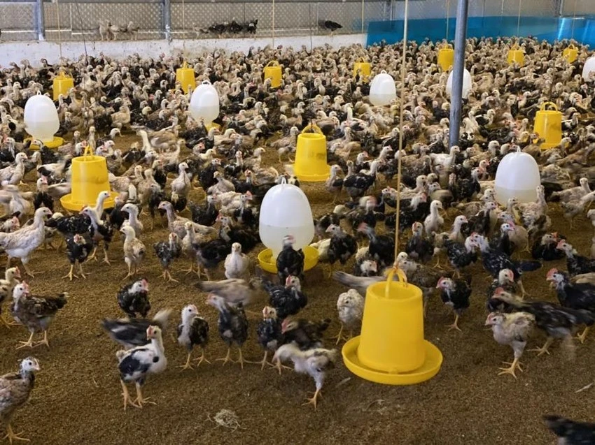 Ngành chăn nuôi gia cầm trong nước đang gặp nhiều khó khăn. Ảnh minh hoạ: AH