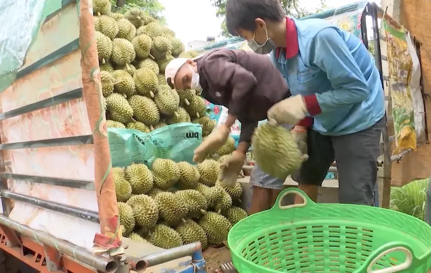 Nông dân thu hoạch sầu riêng ở Đắk Lắk. Ảnh: VŨ LONG Nông dân thu hoạch sầu riêng ở Đắk Lắk. Ảnh: VŨ LONG