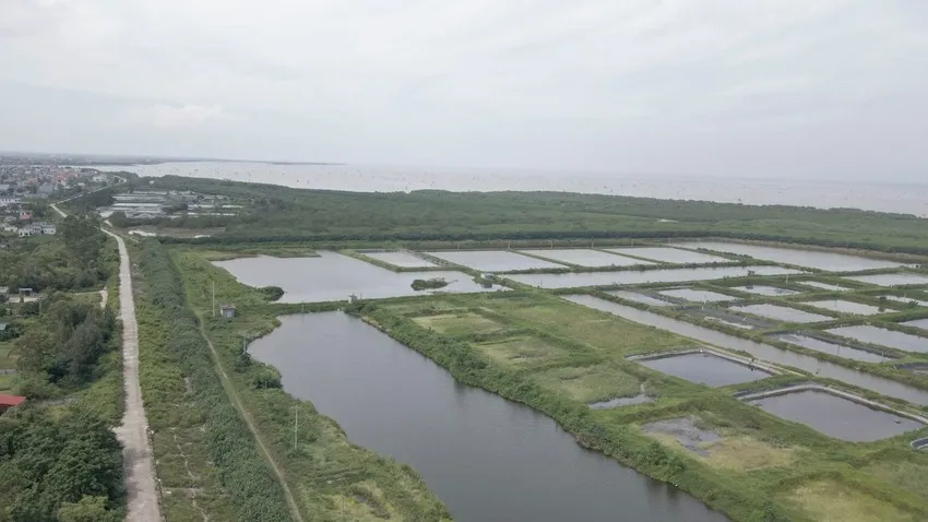 Khu vực khu bảo tồn thiên nhiên đất ngập nước Tiền Hải trên địa phận xã Nam Thịnh, huyện Tiền Hải. Ảnh: T.H Khu vực khu bảo tồn thiên nhiên đất ngập nước Tiền Hải trên địa phận xã Nam Thịnh, huyện Tiền Hải. Ảnh: T.H