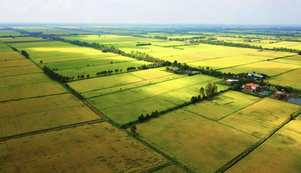 Mục tiêu xây dựng đề án này nhằm gia tăng giá trị, phát triển bền vững của ngành lúa gạo, nâng cao hiệu quả sản xuất kinh doanh. Ảnh minh hoạ: PLO lúa