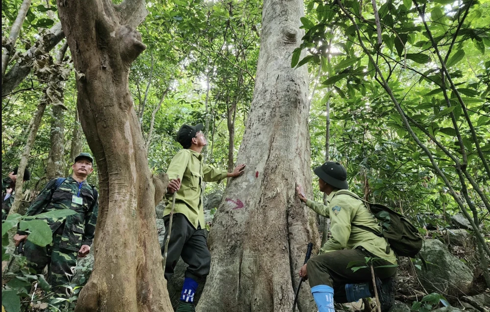 Khu vực Bắc Trung bộ và duyên hải miền Trung đang có diện tích rừng và tỉ lệ che phủ rừng lớn nhất cả nước. Ảnh: MINH TRƯỜNG rừng