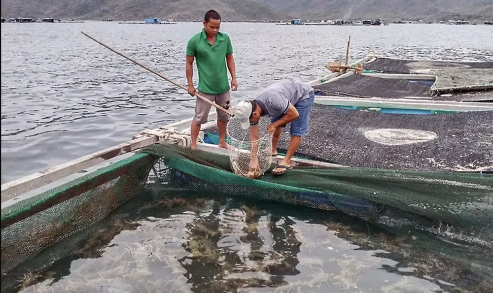 Người nuôi tôm hùm cần thường xuyên theo dõi môi trường nước để kịp thời phát hiện bất thường. Ảnh: XUÂN HOÁT tôm hùm