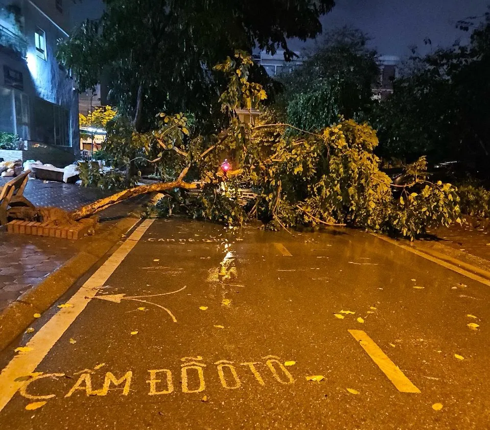 Cây xanh bật gốc, ngã đổ ra đường tại Trung Văn. Ảnh: CTV hà nội xuất hiện mưa đá