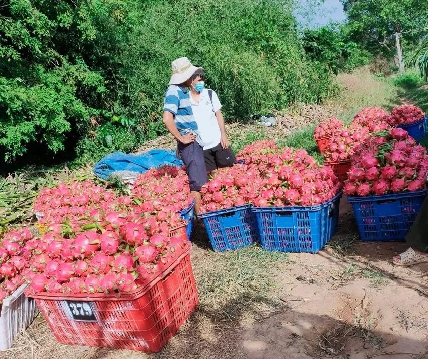 Người dân thu hoạch thanh long. THANH LONG..jpg