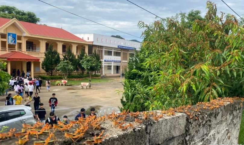 Châu chấu tre lưng vàng xuất hiện nhiều ở Lạng Sơn. Ảnh: Facebook châu chấu 3.jpeg