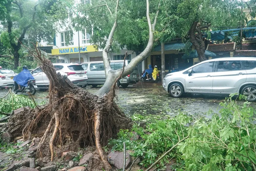 Bão số 3 gây gió giật mạnh, mưa lớn làm đổ cây tại Hà Nội. Ảnh: PHI HÙNG bão số 3.....jpg