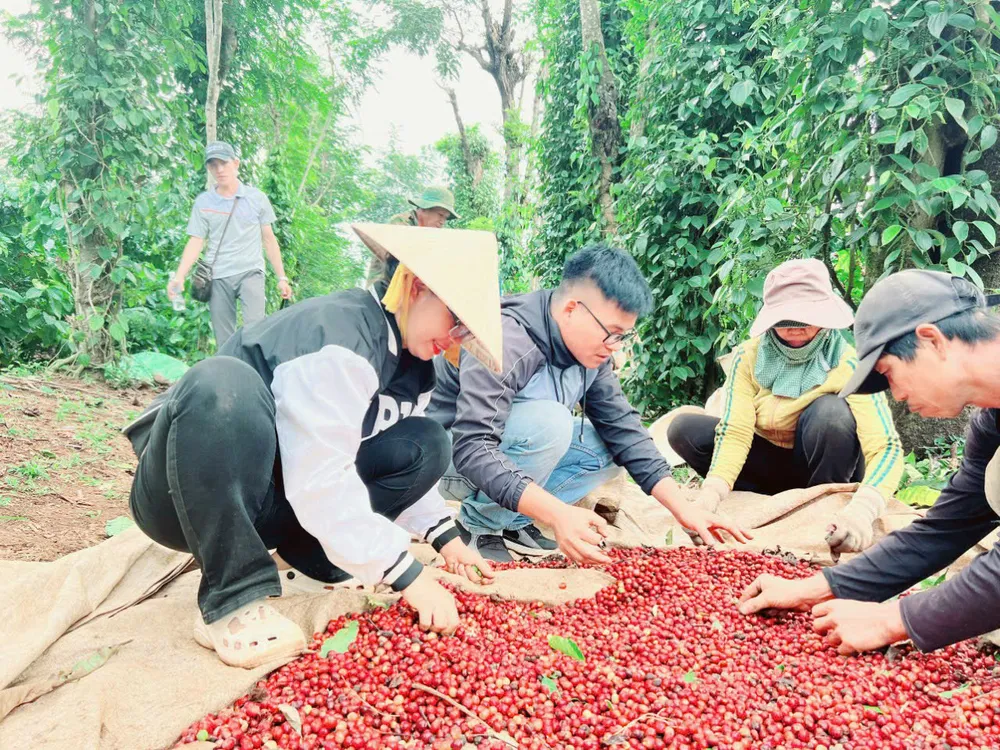 Thủ tướng giao Bộ Nông nghiệp và Môi trường phối hợp với Bộ Tài chính chủ động nghiên cứu phương án hỗ trợ thu mua tạm trữ đối với một số mặt hàng có nguy cơ rớt giá tại thời điểm thu hoạch rộ, nhất là lúa gạo, cà phê, hồ tiêu... Ảnh: CTV thương mại toàn cầu,..jpg