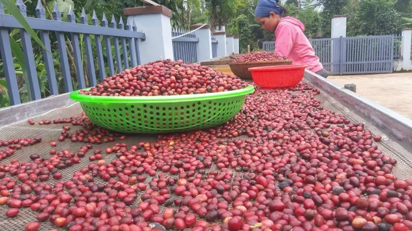 Bộ Nông nghiệp và Môi trường đề xuất giảm từ 20-30% mức thu phí hiện tại trong lĩnh vực bảo hộ giống cây trồng được quy định tại Thông tư 207/2016 của Bộ Tài chính. Ảnh: AH nông nghiệp và môi trường.jpg