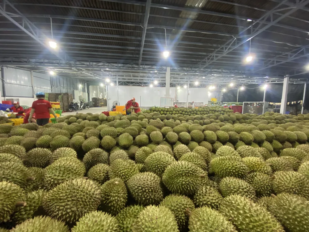 Việc mở rộng danh sách mã số vùng trồng và cơ sở đóng gói sầu riêng được phê duyệt tạo điều kiện thuận lợi để tăng cường xuất khẩu sang thị trường Trung Quốc. Ảnh: AH trung quốc phê duyệt.jpg