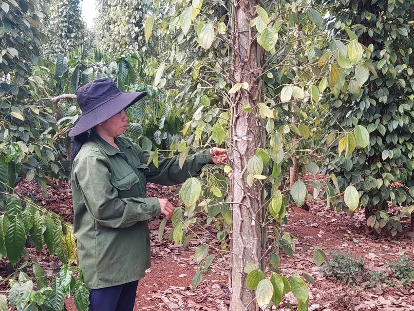 giá tiêu bứt phá