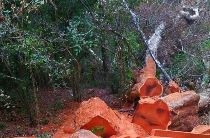 Thêm vụ phá rừng quy mô lớn tại Vườn quốc gia Yok Đôn ảnh 2