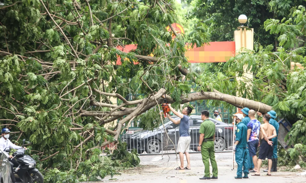 Lực lượng chức năng và người dân đang cưa, cắt cây gãy đổ sau bão số 3