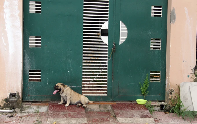 Khu đô thị lớn nhất Cần Thơ thành chỗ chăn cừu