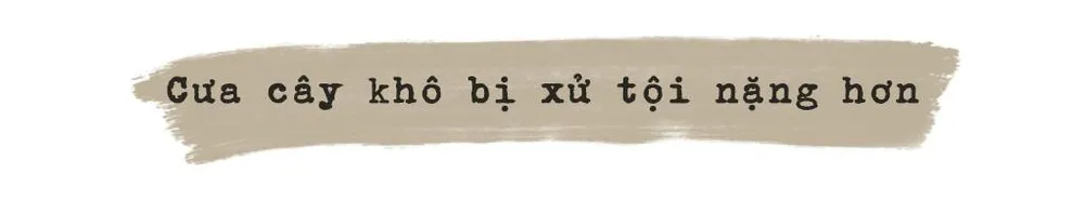 Ai đã làm cho vụ cưa gỗ khô thêm phức tạp? ảnh 1