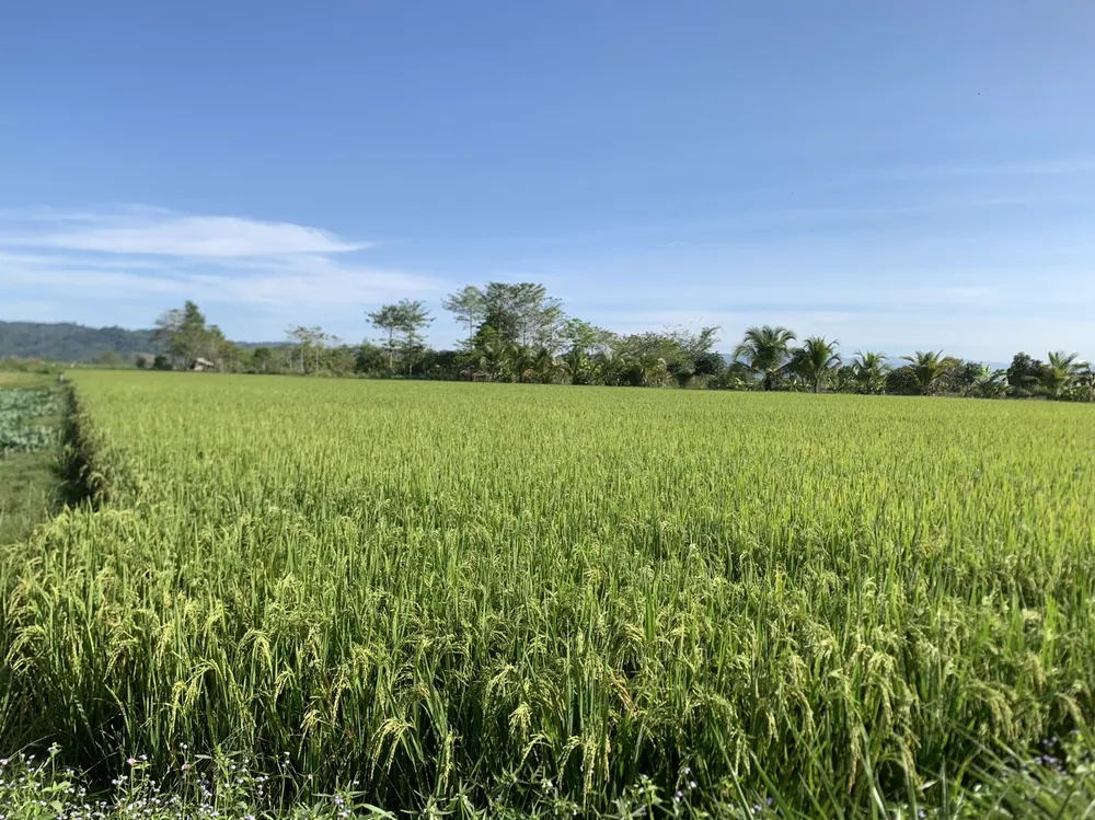 Cánh đồng nếp quýt trổ bông đang chờ bà con nông dân huyện Đạ Tẻh mùa thu hoạch. Ảnh: CHÍ HÀO nep-quyt-da-teh-3.jpg