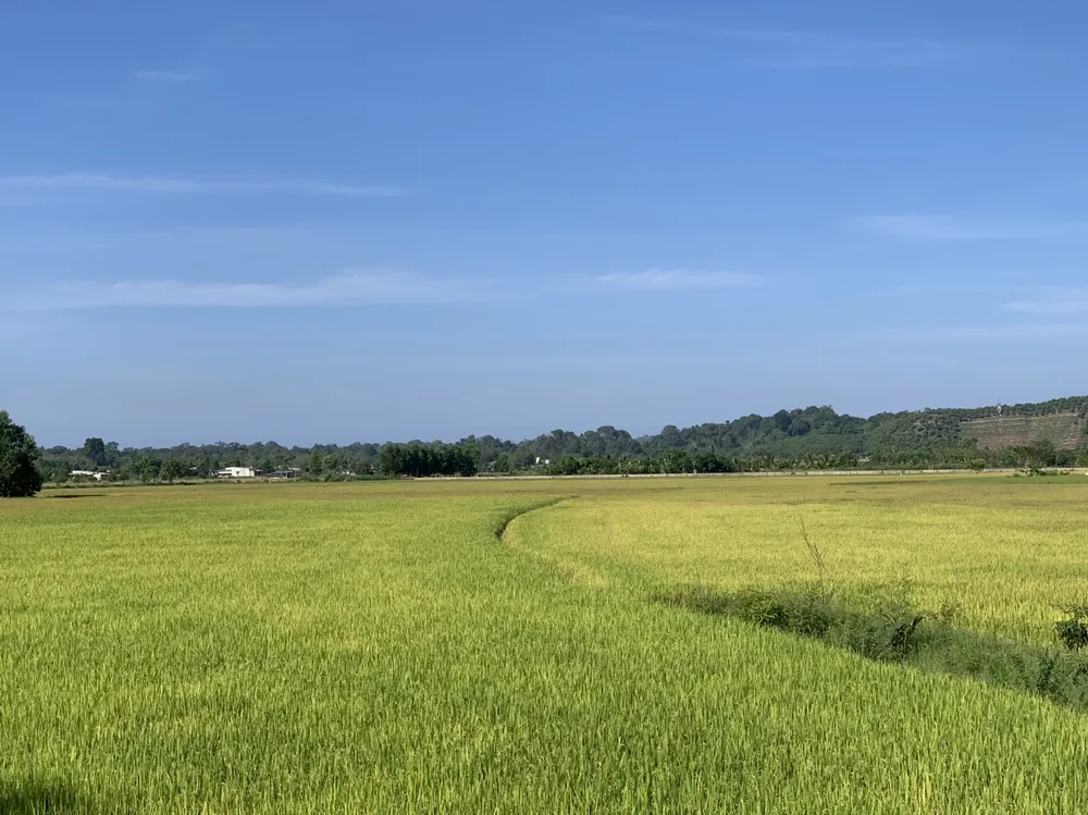 Cánh đồng nếp quýt tại xã An Nhơn, huyện Đạ Tẻh, tỉnh Lâm Đồng. Ảnh: CHÍ HÀO Nếp Quýt Đạ Tẻh: Hương vị thơm ngon, giá trị kinh tế, tạo thu nhập cho bà con nông dân