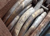 Tạm đình chỉ 4 vụ buôn lậu ngà voi vì hết hạn điều tra