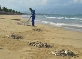 Đà Nẵng: Cá chết trắng bờ biển nghi do nổ mìn đánh cá