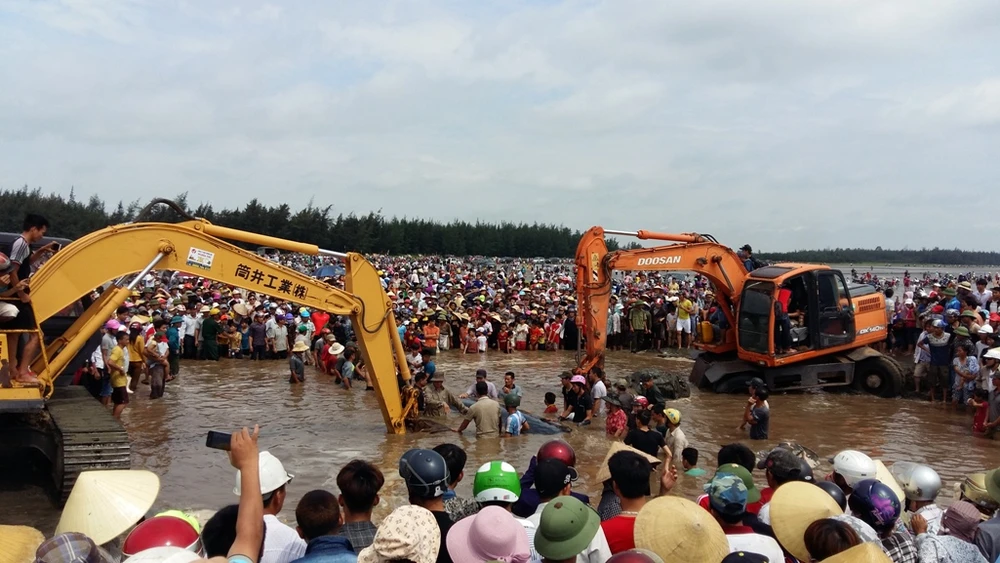 Hàng ngàn người dân hợp sức đưa cá voi về với biển ảnh 1
