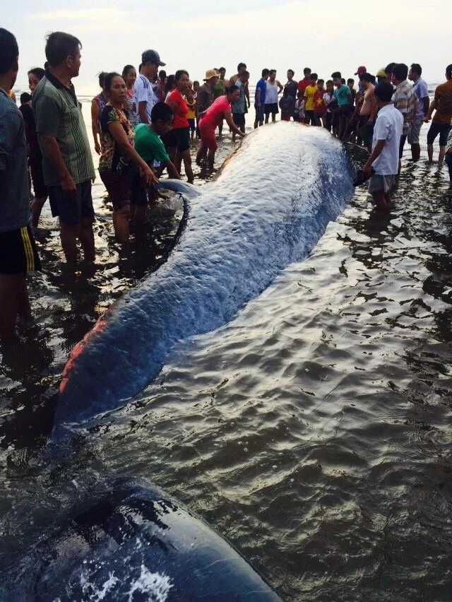 Giải cứu cá voi 15 tấn mắc cạn tại bờ biển Nghệ An ảnh 6