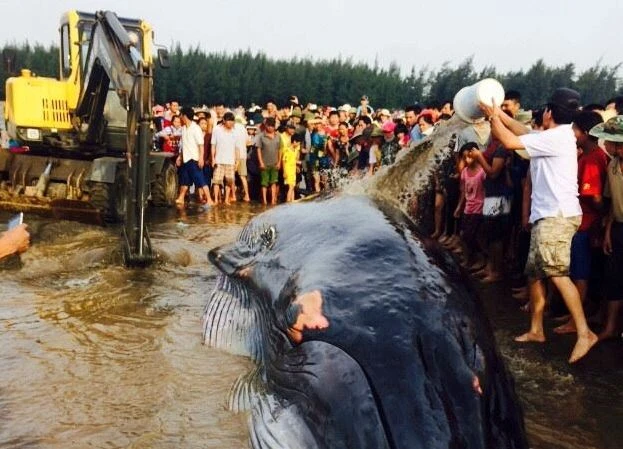 Hàng ngàn người dân hợp sức đưa cá voi về với biển ảnh 2