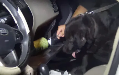 Tài xế taxi mang ma túy đá bị chó nghiệp vụ phát hiện ảnh 2