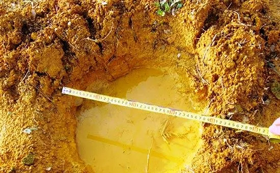 Đàn voi rừng 6 con kéo về quậy phá vườn nhà dân ảnh 2