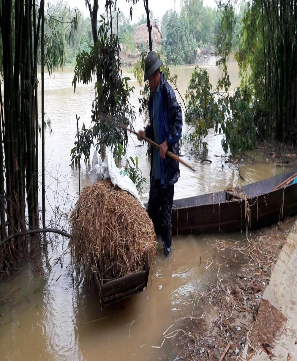 Người dân chuẩn bị thức ăn khô cho bò, trâu tránh lũ.