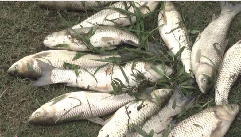 Bộ Công Thương kiểm tra vụ vỡ đập chứa bùn thải quặng ảnh 2 Sau khi vỡ đập chứa bùn thải quặng, cá người dân ở huyện Quỳ Hợp bị chết.