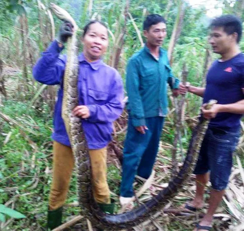 Làm rõ vụ nông dân bắt 2 con trăn gấm quý hiếm