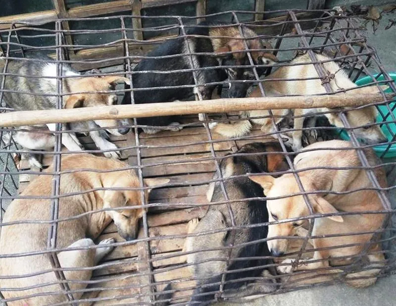 2 thanh niên mang súng điện đi trộm chó liên tỉnh ảnh 2