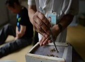 Thiệt mạng vì cho ong đốt để chữa bệnh