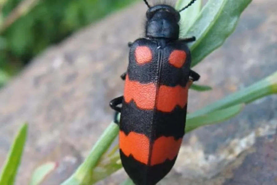 Hình ảnh sâu ban miêu.