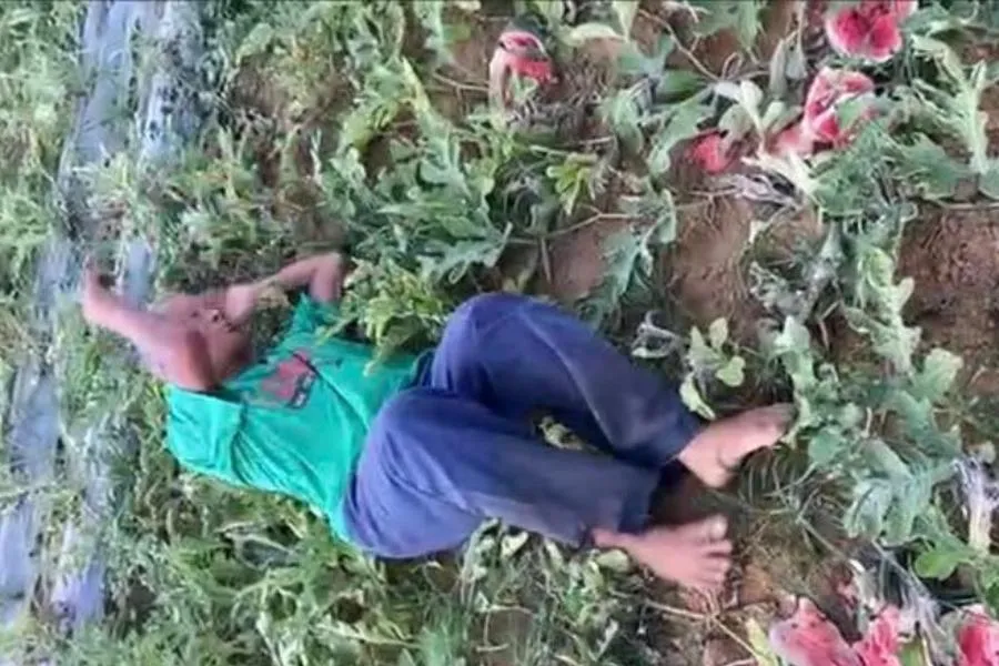 Ông Phan Văn Tôn nằm khóc trên ruộng dưa hấu bị trộm và phá hỏng.