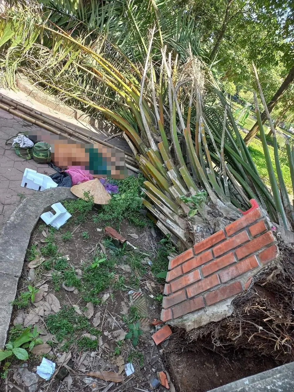 Cụ ông 80 tuổi ngồi hóng mát trong công viên bị cây đè tử vong ảnh 1