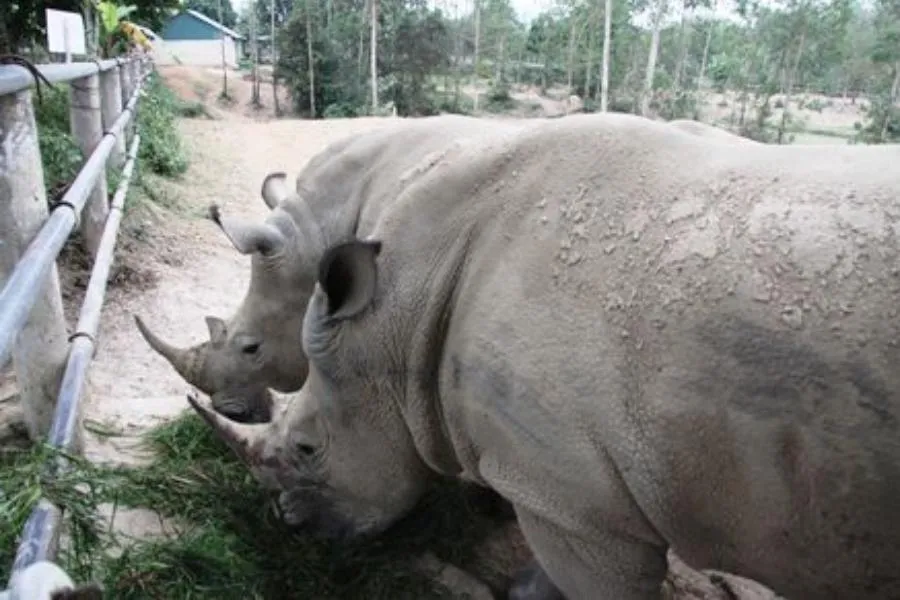 Tê giác hai sừng nuôi nhốt.