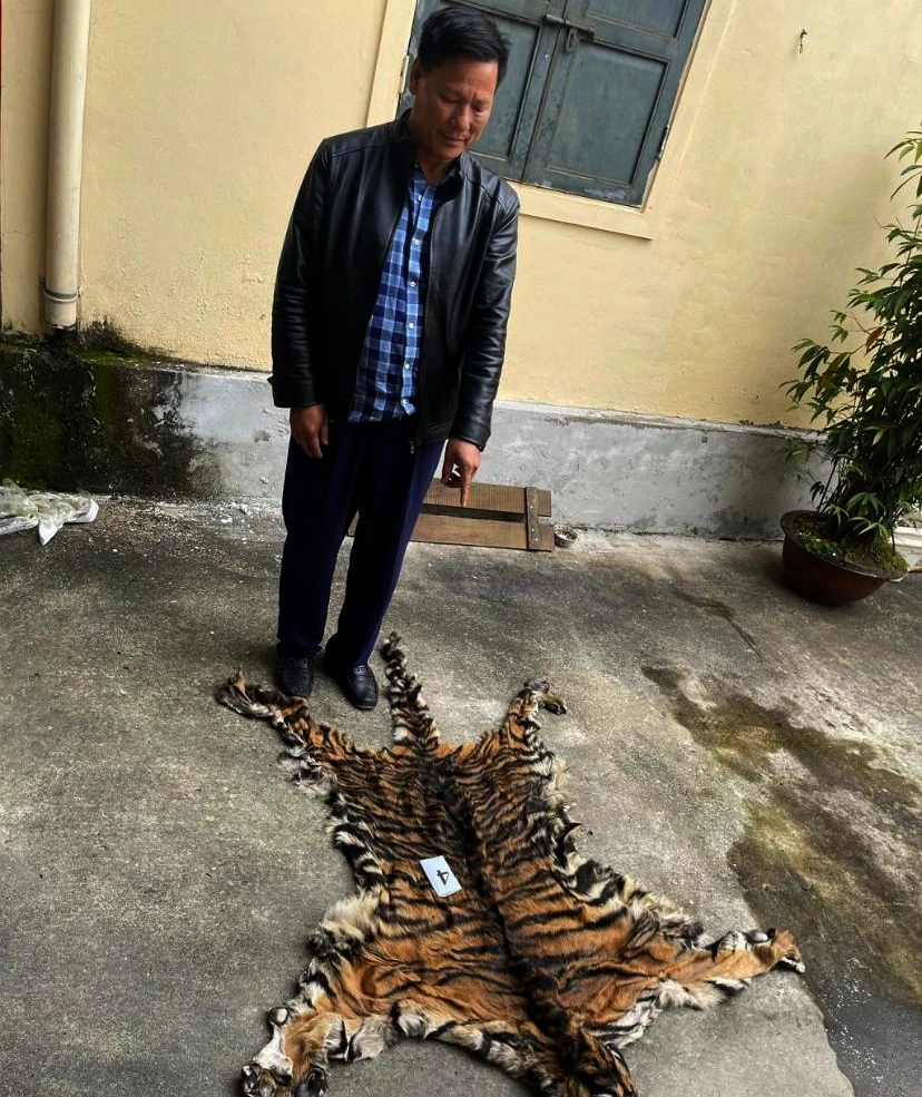 Tang vật bộ da hổ công an thu giữ. Ảnh: CA.