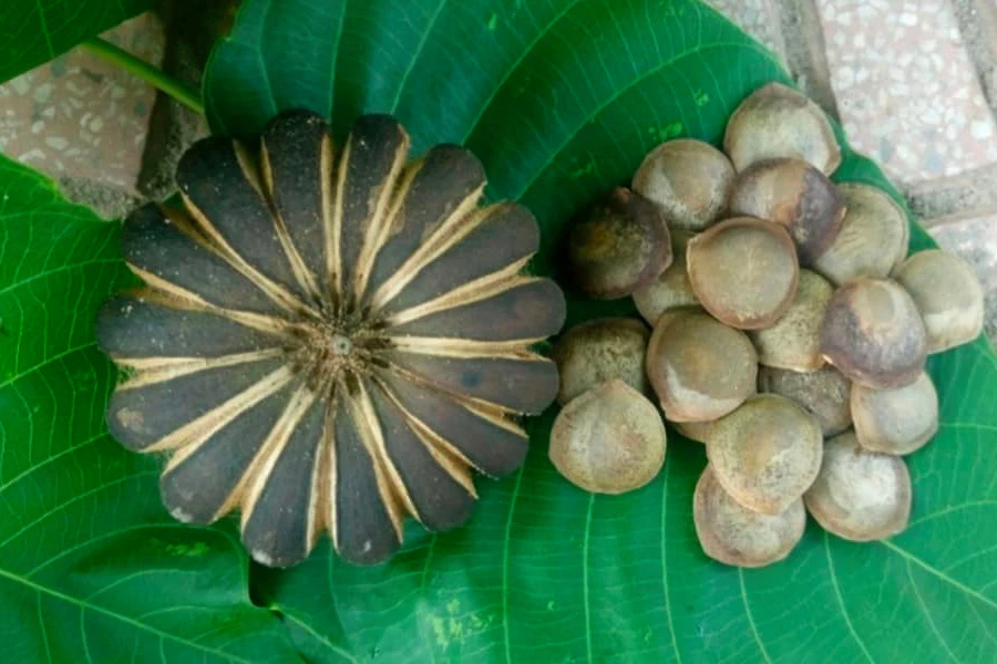 Quả và hạt cây ngô đồng ở sân trường.