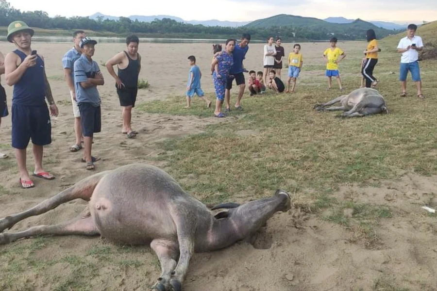 Sét đánh làm chết 2 con trâu trên cánh đồng bãi bồi, xã Đại Đồng, huyện Thanh Chương, Nghệ An.