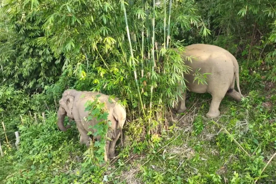 Hai con voi rừng thường xuất hiện ở xã Châu Phong, huyện Quỳ Châu, Nghệ An, thì một con đã chết vào tháng 2-2023. Hai con voi rừng thường xuất hiện ở xã Châu Phong, huyện Quỳ Châu, Nghệ An, thì một con đã chết vào tháng 2-2023.