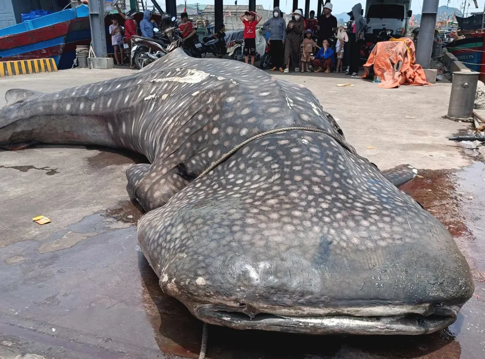Con cá được cẩu đưa lên Cảng cá Quỳnh Phương. Con cá được cẩu đưa lên Cảng cá Quỳnh Phương.