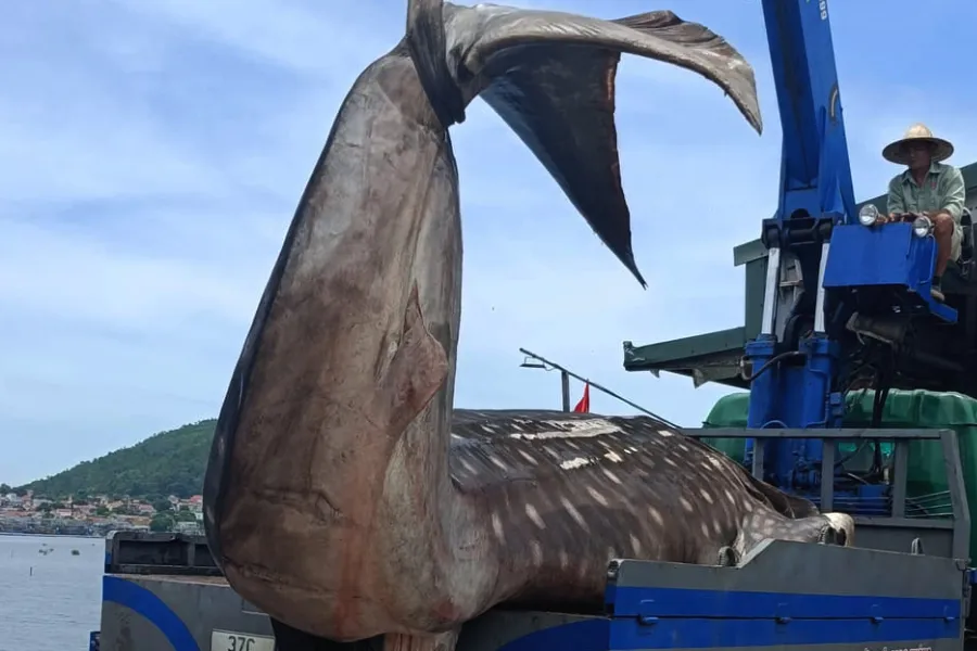 Xác con cá được cẩu lên xe đưa đi chôn cất. Xác con cá được cẩu lên xe đưa đi chôn cất.