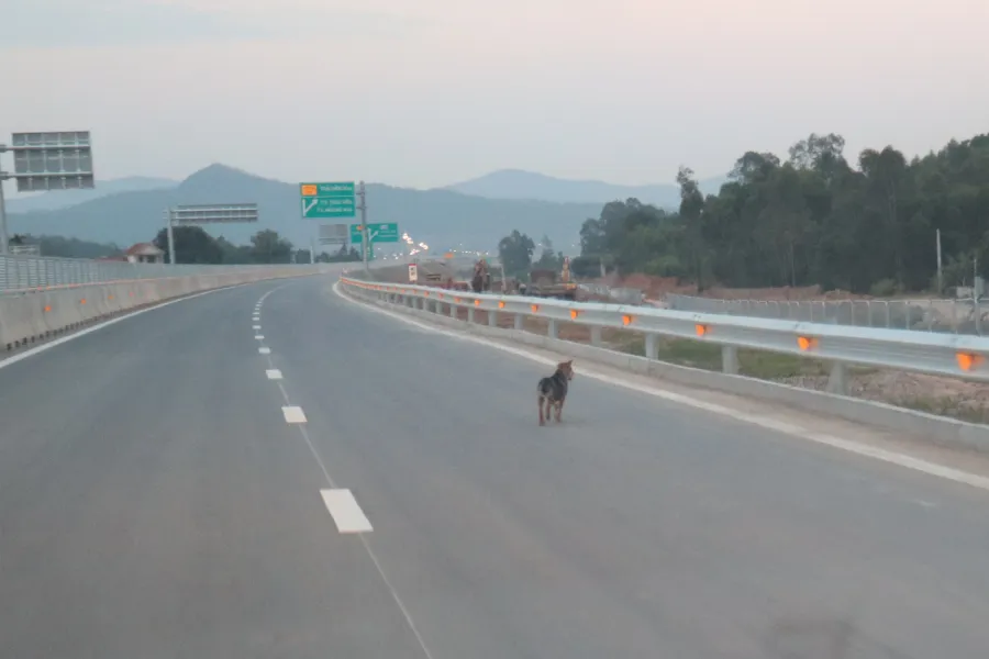 Chó chạy trên cao tốc Diễn Châu (Nghệ An)- Nghi Sơn (Thanh Hóa). Chó chạy trên cao tốc Diễn Châu (Nghệ An)- Nghi Sơn (Thanh Hóa).
